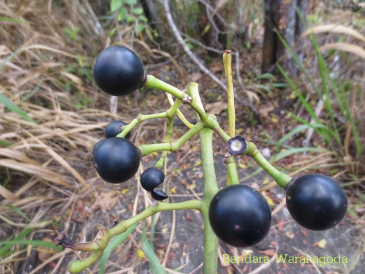 Cissus heyneana Steud.